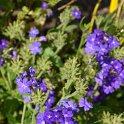Verbena x 'Lagon Bleu'